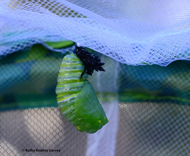 It's almost a chrysalis. (Photo by Kathy Keatley Garvey)