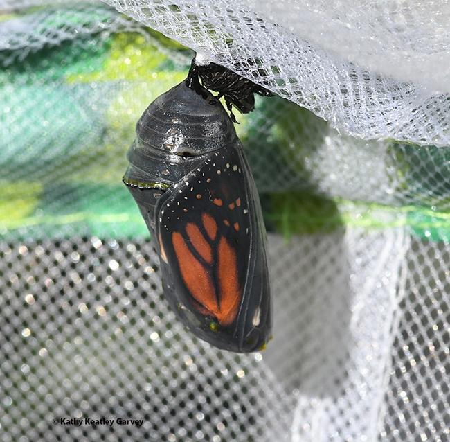 The iconic monarch wings are visible through the translucent chrysalis. (Photo by Kathy Keatley Garvey)