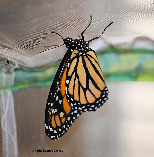New life! A monarch butterfly, a male, drying its wings. (Photo by Kathy Keatley Garvey)