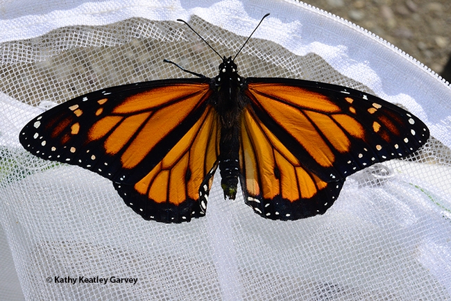 The male monarch spreads its wings. (Photo by Kathy Keatley Garvey)