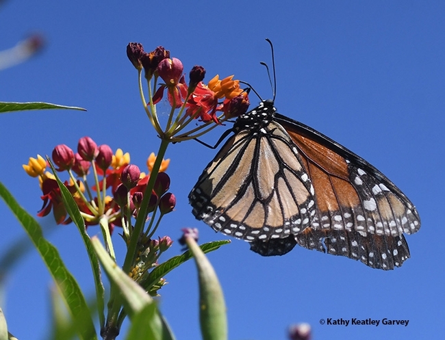 A monarch laying eggs on tropical milkweed in the summer of 2020 in Vacaville. (Photo by Kathy Keatley Garvey)