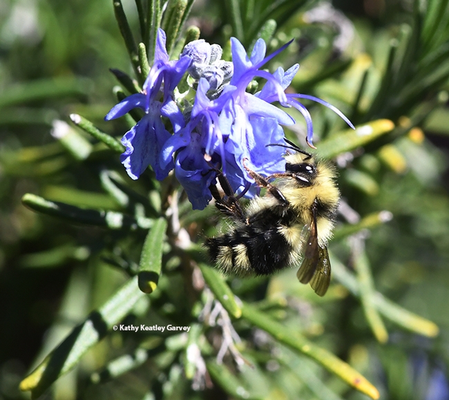 A black-tailed bumble bee, Bombus  melanopygus, foraging on rosemary at the Benicia Capitol State Historic Park on Feb. 23, 2021. (Photo by Kathy Keatley Garvey)