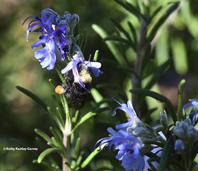 A yellow-faced bumble bee, Bombus vosnesenskii, foraging on rosemary at Glen Cove Marina, Vallejo. (Photo by Kathy Keatley Garvey)