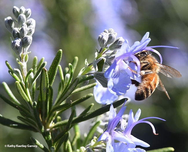 A honey bee, Apis mellifera, foraging on rosemary at the Benicia Capitol State Historic Park on Feb. 23, 2021. (Photo by Kathy Keatley Garvey)