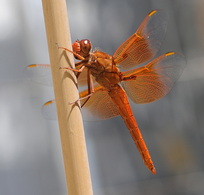 Flame skimmer (Libellula saturata) rests on a tomato stake after hunting prey over a fish pond. (Photo by Kathy Keatley Garvey)