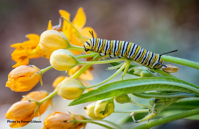 This is Henry as a winter monarch caterpillar found in the front yard of Karen Gideon, Greenbrae. It was feasting on  her milkweed, “Hello Yellow” Asclepias tuberosa, native to eastern and southwestern North America. (Photo by Karen Gideon)