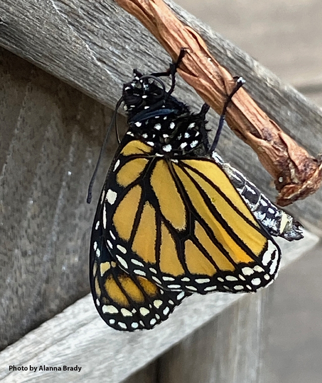 Henry as a newly eclosed monarch butterfly drying his wings. (Photo by Alanna Brady)
