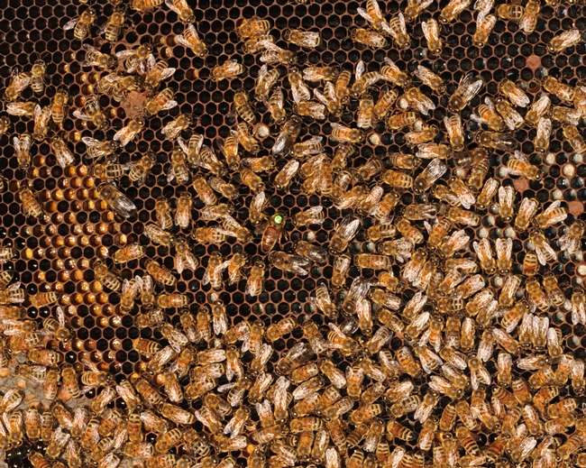 Inside the hive--every bee has a job to do. (Photo by Kathy Keatley Garvey)