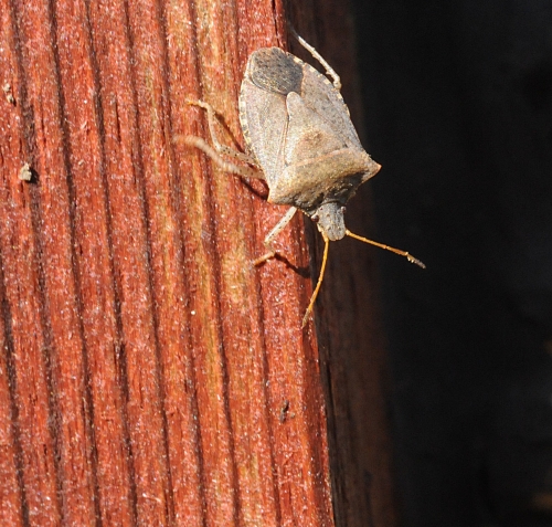 A Consperse stink bug (Euschistus conspersus) races down a post at the Harry H. Laidlaw Jr. Honey Bee Research Facility, UC Davis campus. Note its distinctive shield shape and its five-segmented antennae. (Photo by Kathy Keatley Garvey)