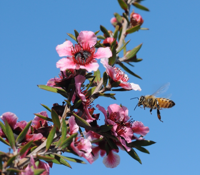 Outside the hive--worker bee heading toward a New Zealand tea tree, Leptospermum scoparium keatleyi. (Photo by Kathy Keatley Garvey)