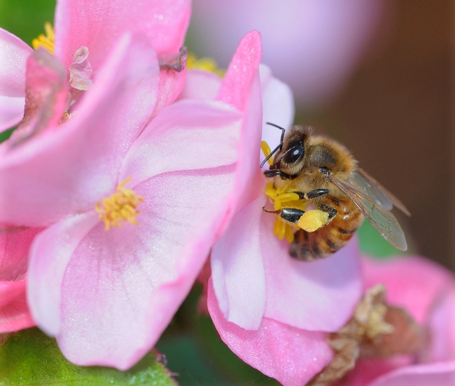Outside the hive--a honey bee foraging on a begonia. (Photo by Kathy Keatley Garvey)