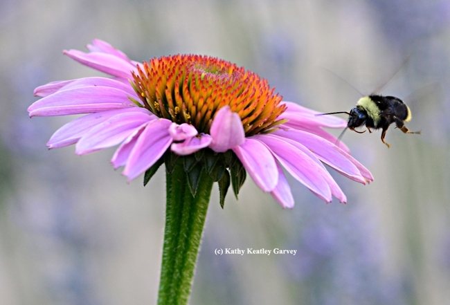 Bombus californicus heads for a purple coneflower in Vacaville, Calif. (Photo by Kathy Keatley Garvey)