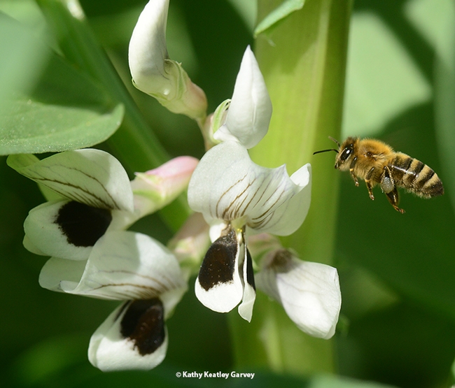 A honey bee heads for fava bean blossoms. Note the silver-gray pollen. (Photo by Kathy Keatley Garvey)