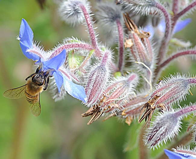 Honey bee foraging on borage. (Photo by Kathy Keatley Garvey)