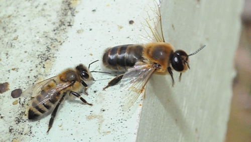 A drone (front) starts his takeoff to find a virgin queen. At left is a worker bee, his sister. Drones don't survive the winter; the girls kick the boys out of the hive.(Photo by Kathy Keatley Garvey)