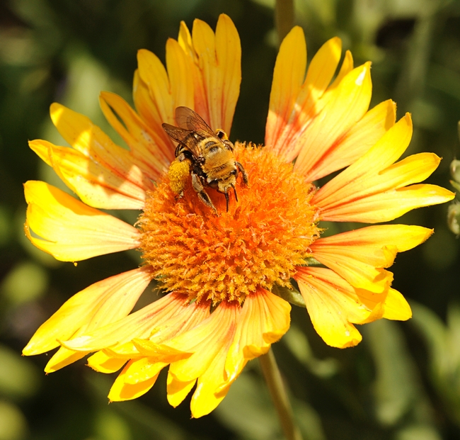 Sunflower bee, Svastra obliqua expurgata, on Gaillardia. (Photo by Kathy Keatley Garvey)