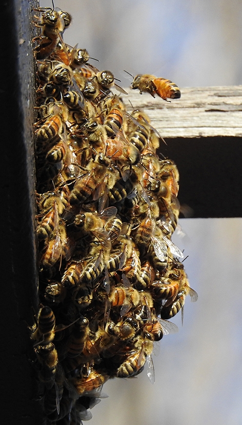 Telephoto image of the honey bee cluster at the Epiphany Episocopal Church, Vacaville. (Photo by Kathy Keatley Garvey)