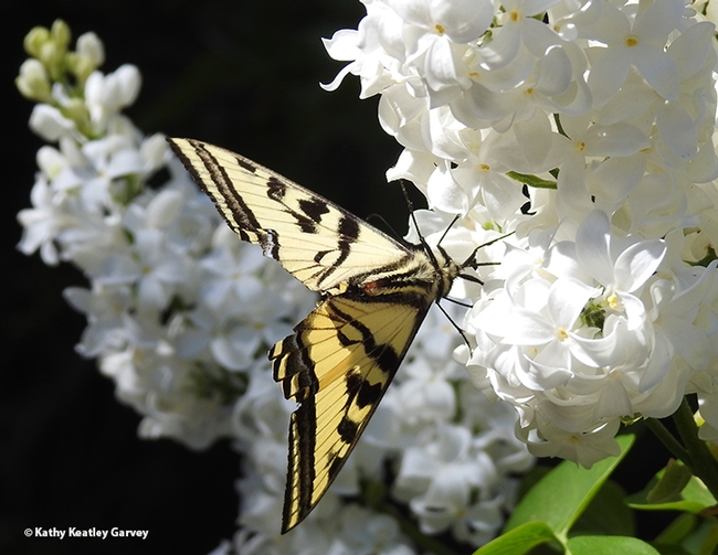 Ready to take flight, the Western tiger swallowtail sips a little more nectar from the lilac bush. (Photo by Kathy Keatley Garvey)