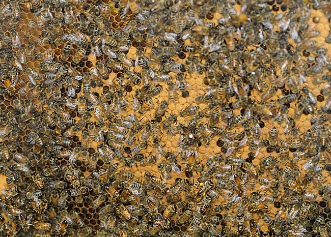 Close-up of bee observation hive in the Insect Pavilion. (Photo by Kathy Keatley Garvey)