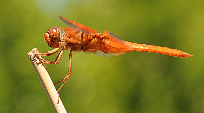 Flame skimmer perched on a bamboo stake. (Photo by Kathy Keatley Garvey)