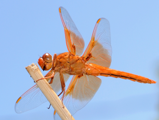 Flame skimmer outlined against the sky. (Photo by Kathy Keatley Garvey)