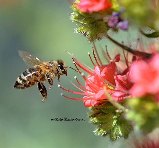 A honey bee heading toward the tower of jewels, Echium wildpretii. Without the bee, there would be no honey or mead. (Photo by Kathy Keatley Garvey)