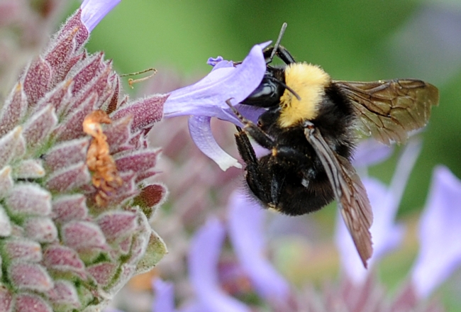 Close-up of black-faced bumble bee nectaring on grey musk sage. (Photo by Kathy Keatley Garvey)