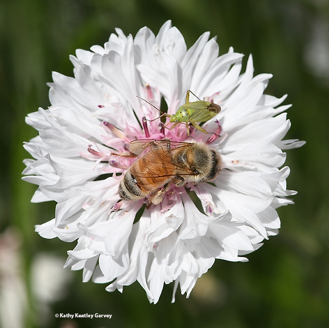 A honey bee and a lygus bug sharing a batchelor button in the UC Davis Ecological Garden. (Photo by Kathy Keatley Garvey)