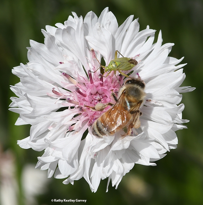 The honey bee edges closer to the lygus bug. (Photo by Kathy Keatley Garvey)