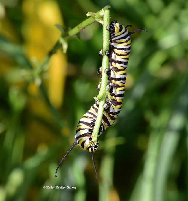 A monarch caterpillar chewing on a stem of narrowleaf milkweed, Asclepias fascicularis, in a Vacaville pollinator garden. (Photo by Kathy Keatley Garvey)