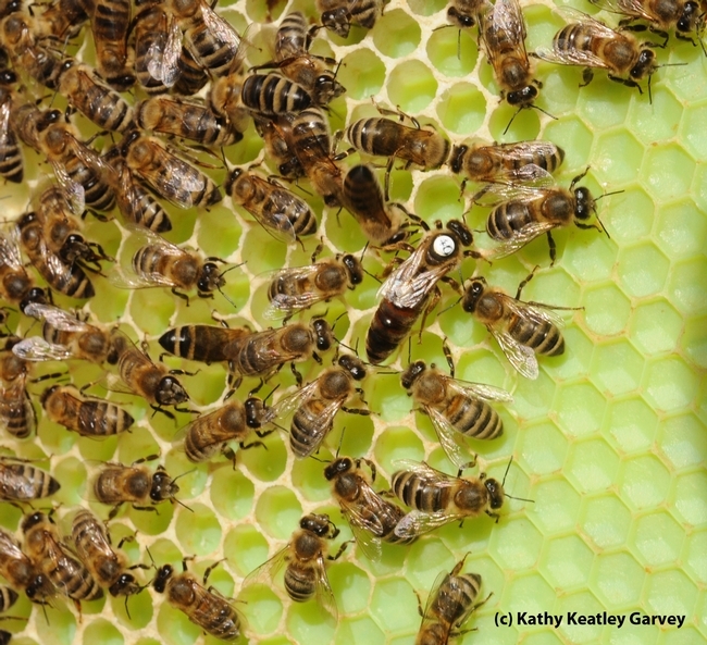 The queen bee is much larger than the worker bees. (Photo by Kathy Keatley Garvey)