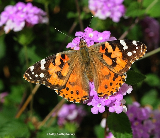 A painted lady, Vanessa cardui,spreads its wings on lantana in this image taken in Vacaville, Calif. (Photo by Kathy Keatley Garvey)