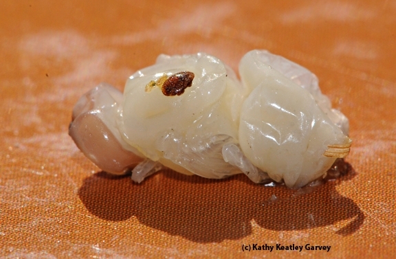 The varroa mite, seen here on a drone pupa, is often called 