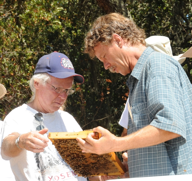 Beekeepers Bill Cervenka (left) of Half Moon Bay and Randy Oliver of Grass Valley check out a frame in Healdsburg during a bee conference.. (Photo by Kathy Keatley Garvey)
