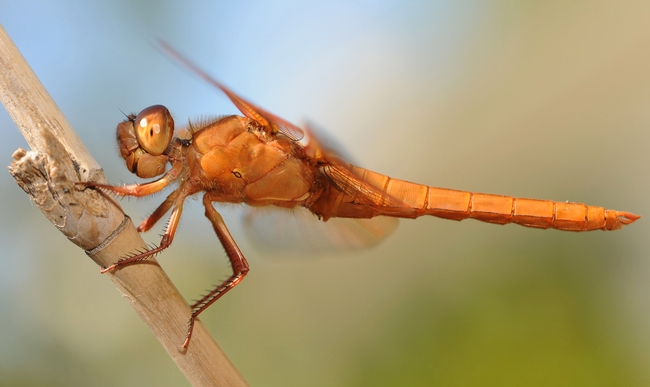 Flame skimmer is long and lean with huge compound eyes. (Photo by Kathy Keatley Garvey)