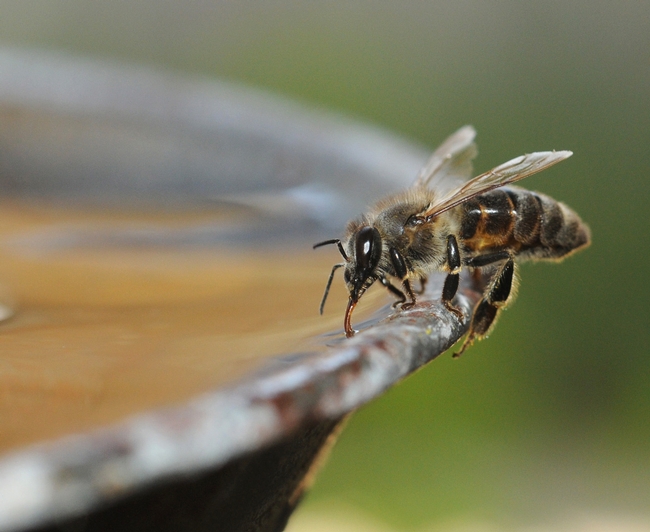 Honey bee drinking water. (Photo by Kathy Keatley Garvey)