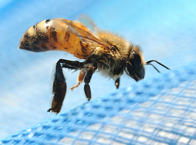Drenched bee fished out of a swimming pool. (Photo by Kathy Keatley Garvey)