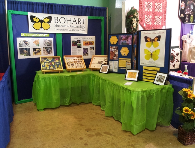 Colorful display by the Bohart Museum of Entomology at McCormack Hall, Solano County Fair. (Photo by Elisa Seppa)