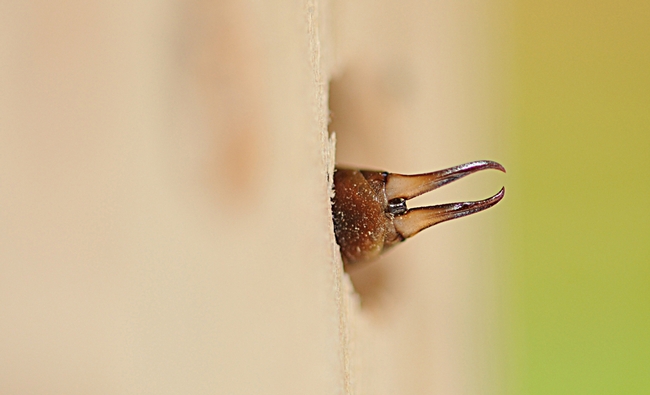 Earwig inside a blue orchard bee condo, which has larger holes than one for leafcutting bees. (Photo by Kathy Keatley Garvey)
