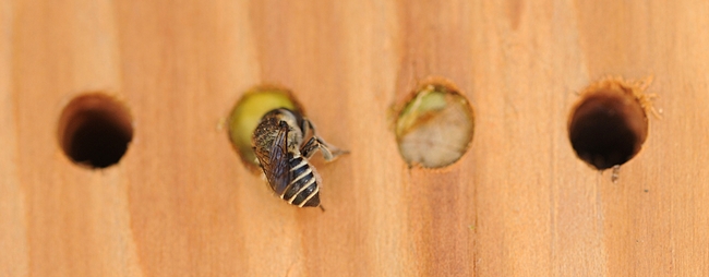 Leafcutting bee provisioning her nest. (Photo by Kathy Keatley Garvey)