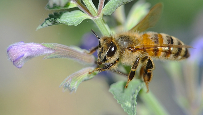 Honey bee working the catmint (Nepeta). (Photo by Kathy Keatley Garvey)