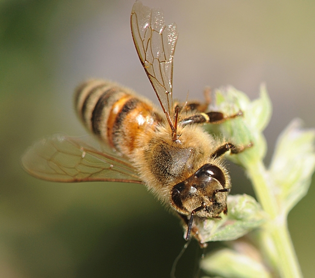 Close-up of a honey bee on catmint. (Photo by Kathy Keatley Garvey)