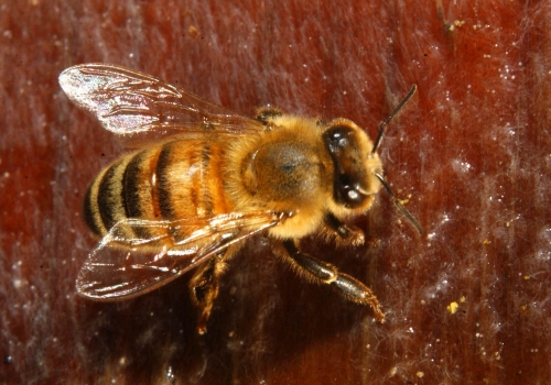 The honey bee, resplendent here with silvery wings, is gold to the global economy. (Photo by Kathy Keatley Garvey)