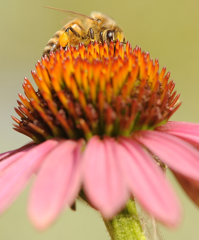 Peek-a-bee: A honey bee peers through the head of a purple coneflower. (Photo by Kathy Keatley Garvey)