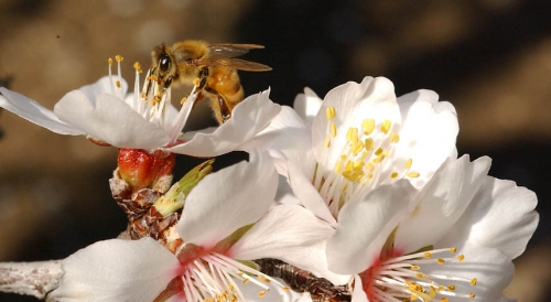 A honey bee visits an almond blossom. California's 700,000 acres of almonds require two hives per acre for pollination. (Photo by Kathy Keatley Garvey)