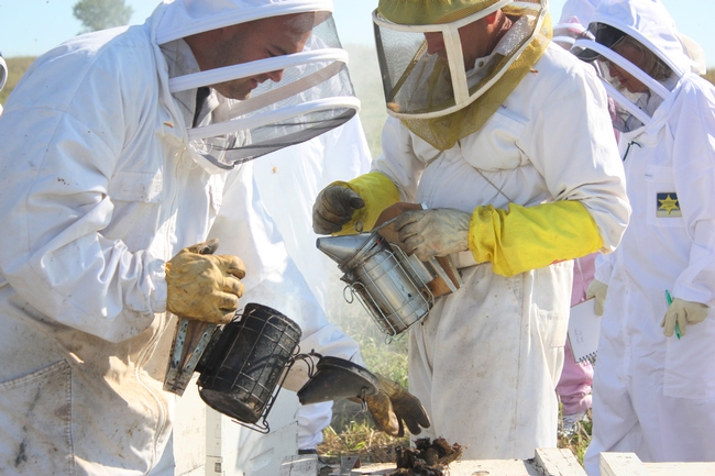 Beekeeper John Miller (right, with yellow gloves and smoker) tending his hives.  Copyrighted photo, 2010, by Melody Owen, used with permission.
