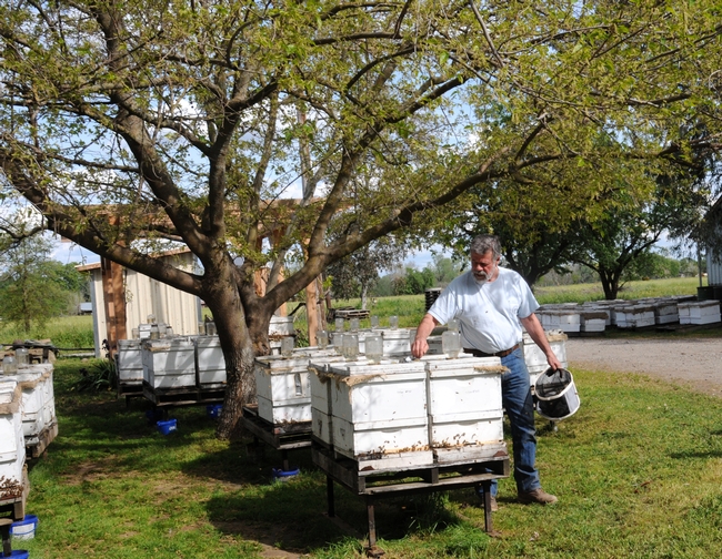 Pat Heitkam of Orland, who operates a queen bee-rearing business, tends his hives.  He is mentioned in 
