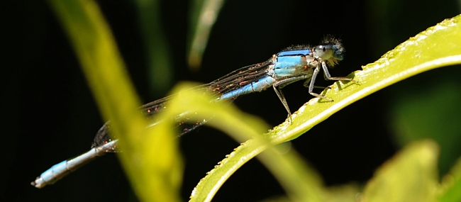 Wide view of a blue damselfly perched on a nectarine leaf. (Photo by Kathy Keatley Garvey)
