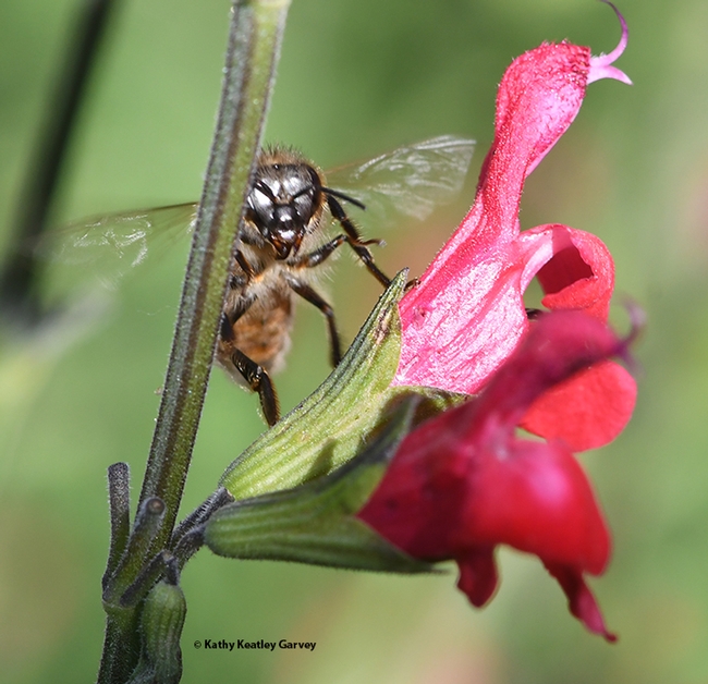 The honey bee checks out the photographer. (Photo by Kathy Keatley Garvey)