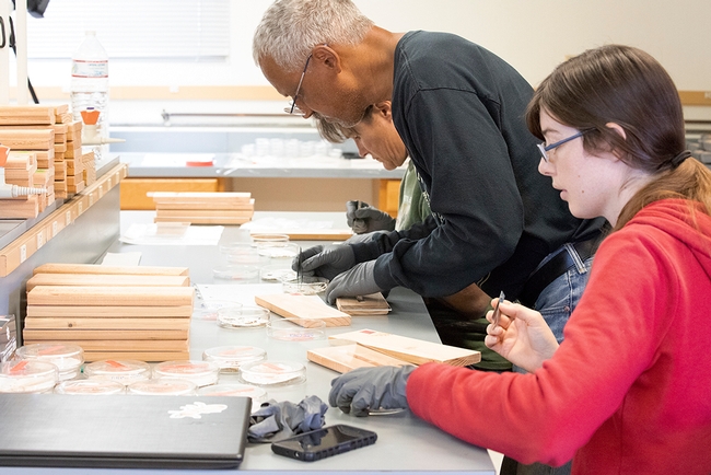 In this 2018 image, entomologist Vernard Lewis shows staff research associates how to insert termites into wood blocks. The project involved placing the wood blocks in a house to see if heat and wintergreen oil will kill termites. In front is Casey Hubble of UC Cooperative Extension, Contra Costa County, and in back is Kathleen Campbell of UC Riverside. (UC ANR Photo by Evett Kilmartin)